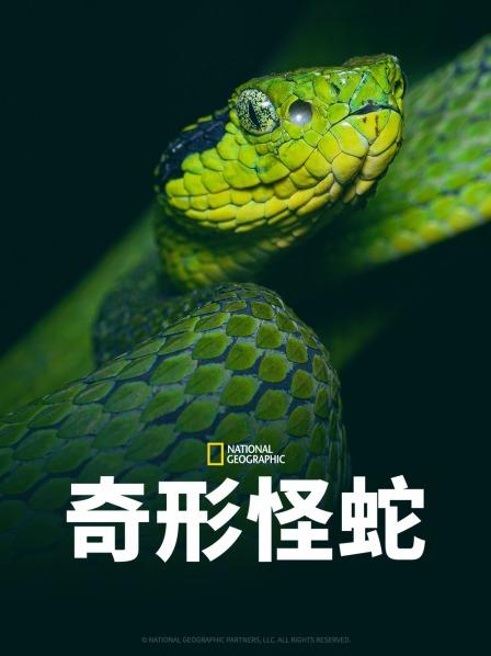 511爆料《奇形怪蛇》免费在线观看